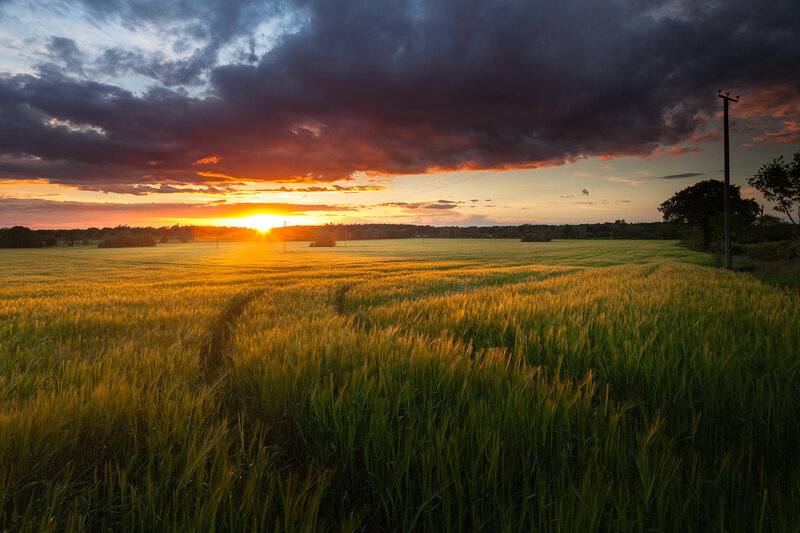 Wheat Field at Sunset — Yellow, Dramatic, Photograph, Clouds