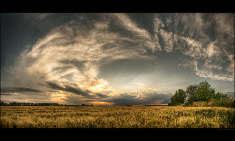 Wheat Field at Sunset — Yellow, Dramatic, Photograph, Clouds, Trees, Gray