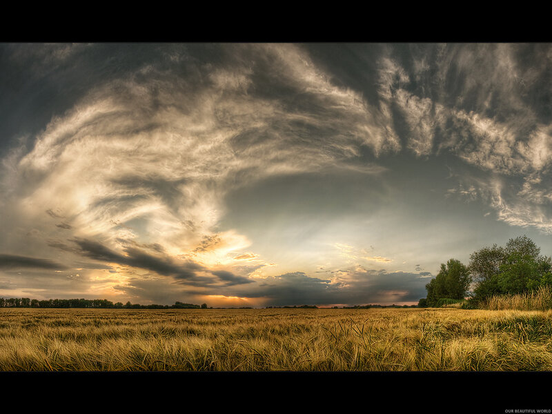 Wheat Field at Sunset — Yellow, Dramatic, Photograph, Clouds, Trees