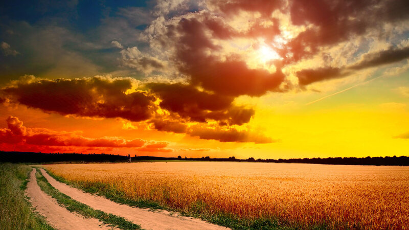 Wheat Field at Sunset — Yellow, Dramatic, Photograph, Dirt Road