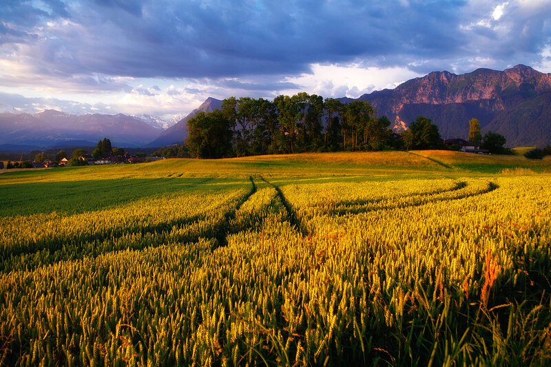 Wheat Field at Sunset — Yellow, Dramatic, Photograph, Mountains