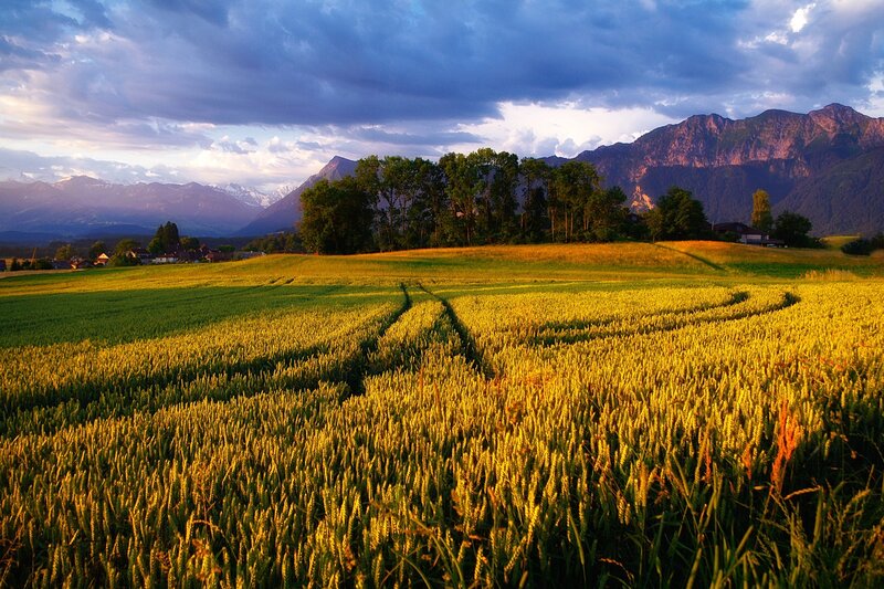 Wheat Field at Sunset — Yellow, Dramatic, Photograph, Mountains, Trees, Village
