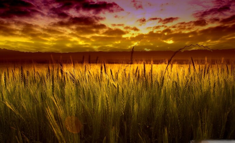 Wheat Field at Sunset — Yellow, Dramatic, Photograph, Sky