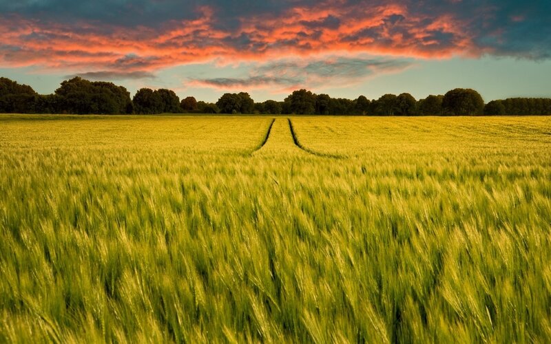 Wheat Field at Sunset — Yellow, Dramatic, Photograph, Sky, Trees