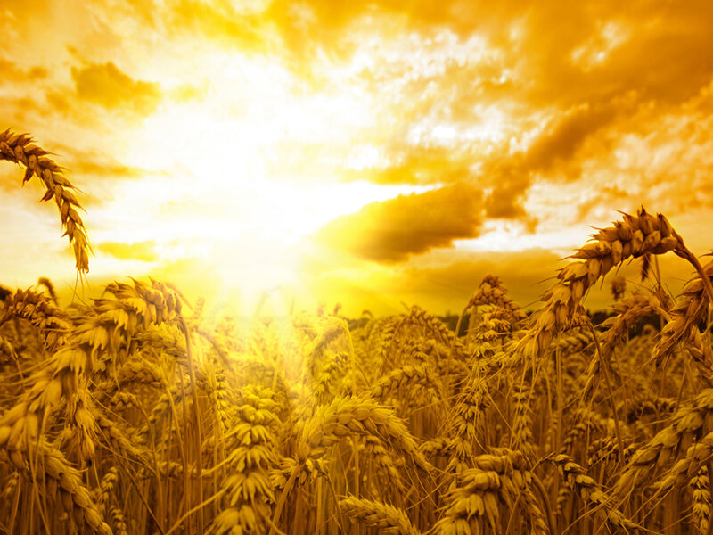 Wheat Field at Sunset — Yellow, Dramatic, Photograph, Sun