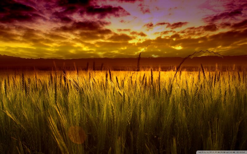Wheat Field at Sunset — Yellow, Dramatic