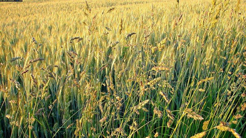Wheat Field at Sunset — Yellow, Serene, Photograph, Grain