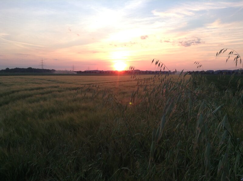 Wheat Field at Sunset — Yellow, Serene, Photograph, Power Lines