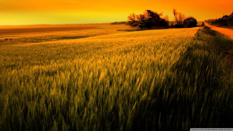 Wheat Field at Sunset — Yellow, Serene, Photograph, Road