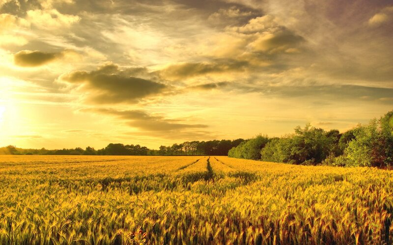 Wheat Field at Sunset — Yellow, Serene, Photograph, Sky, Clouds