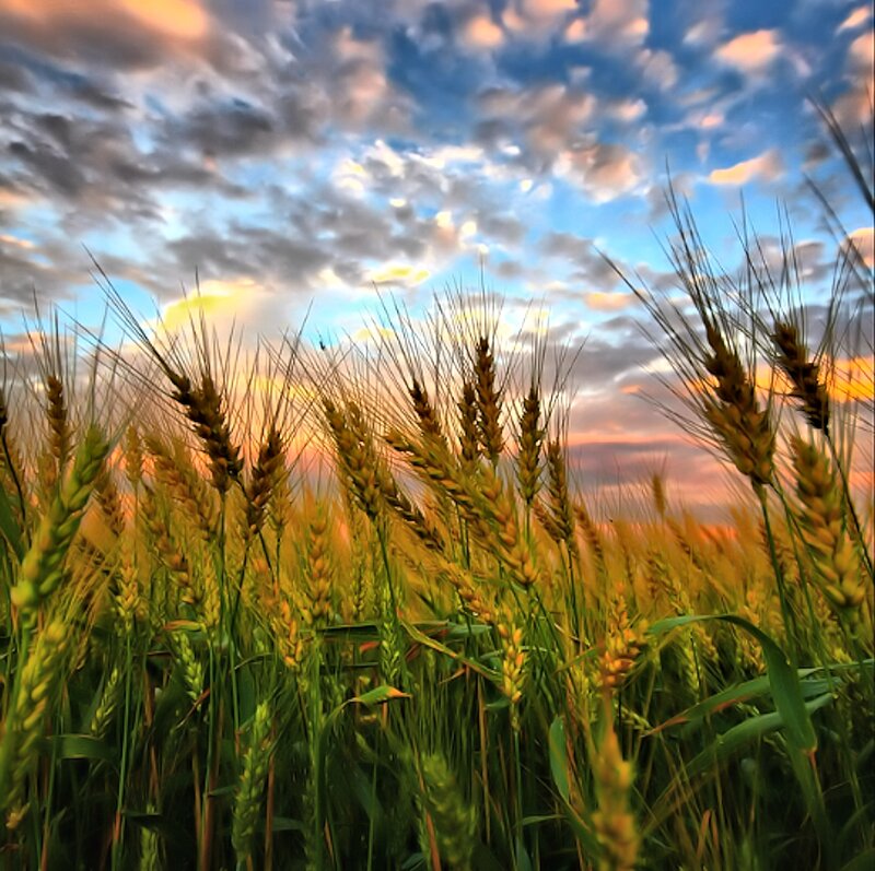 Wheat Field at Sunset — Yellow, Serene, Photograph, Sky