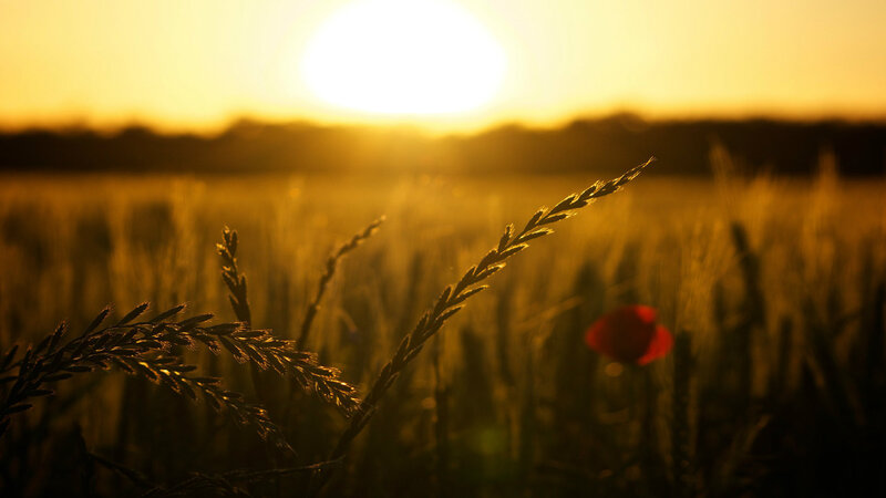 Wheat Field at Sunset — Yellow, Serene, Photograph, Sun, Poppy