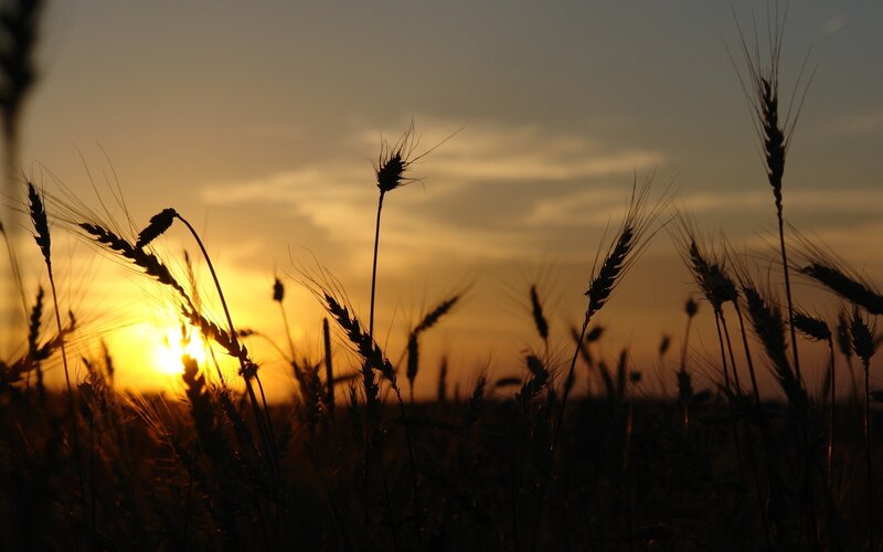 Wheat Field at Sunset — Yellow, Serene, Photograph, Sun, Sky, Clouds