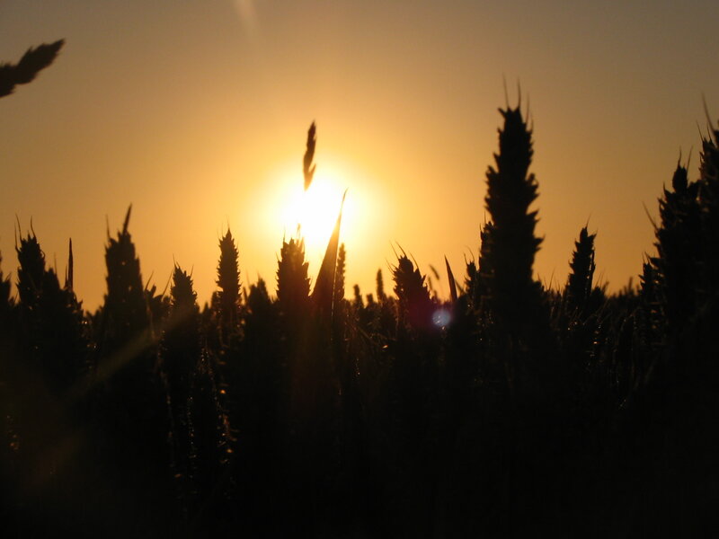 Wheat Field at Sunset — Yellow, Serene, Photograph, Sun