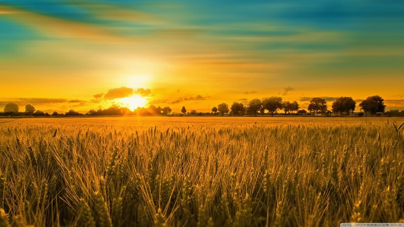 Wheat Field at Sunset — Yellow, Serene, Photograph, Sun, Trees