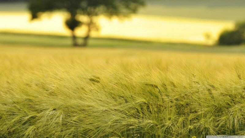 Wheat Field at Sunset — Yellow, Serene, Photograph, Tree