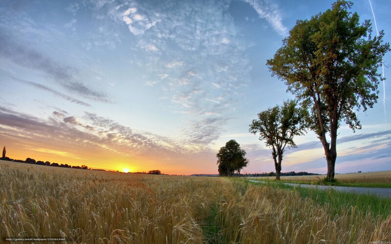 Wheat Field at Sunset — Yellow, Serene, Photograph, Trees