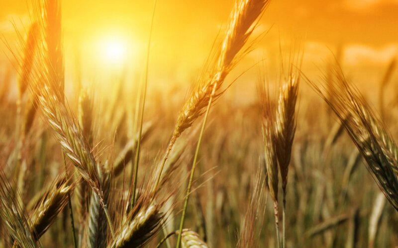 Wheat Field at Sunset — Yellow, Serene