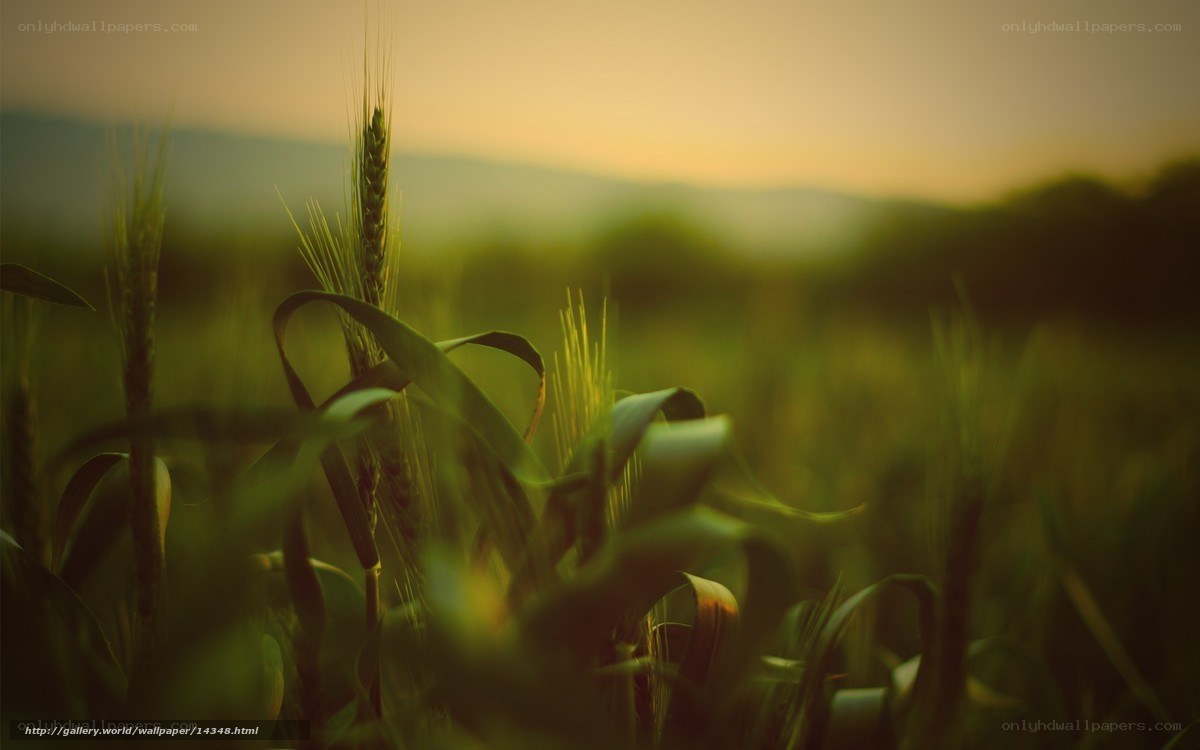 Wheat field at sunset