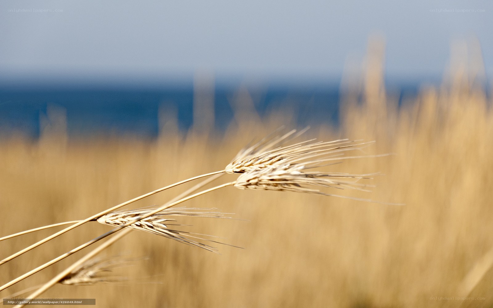 Wheat field by the sea