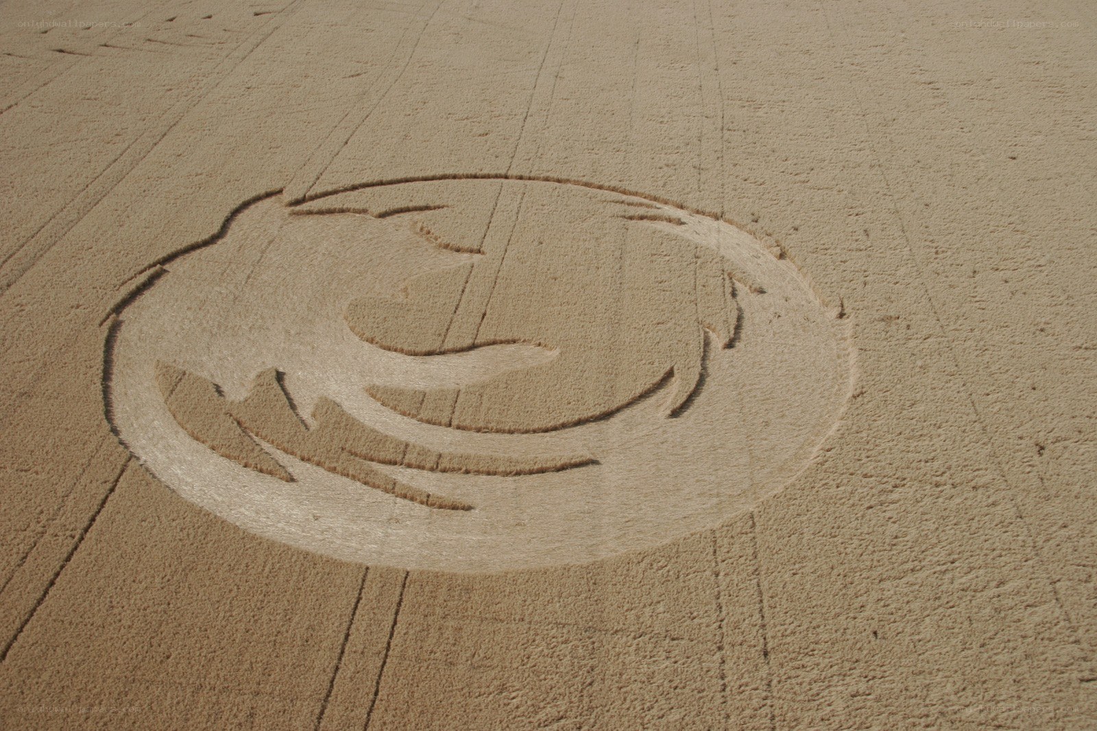 wheat field crop circle