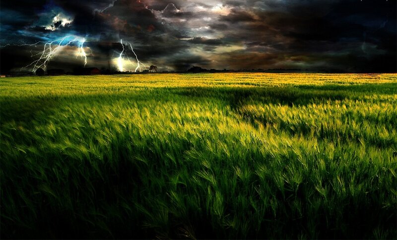 Wheat Field During Storm