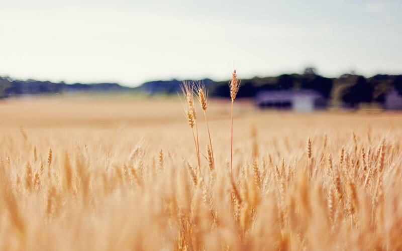 Wheat Field — Gold, Serene