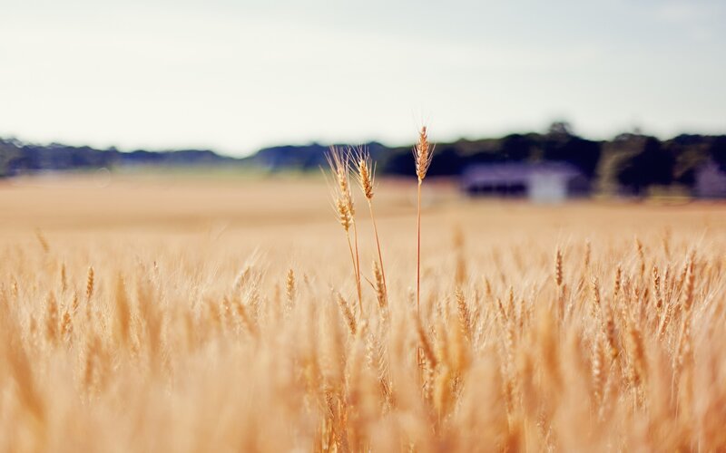 Wheat Field — Gold