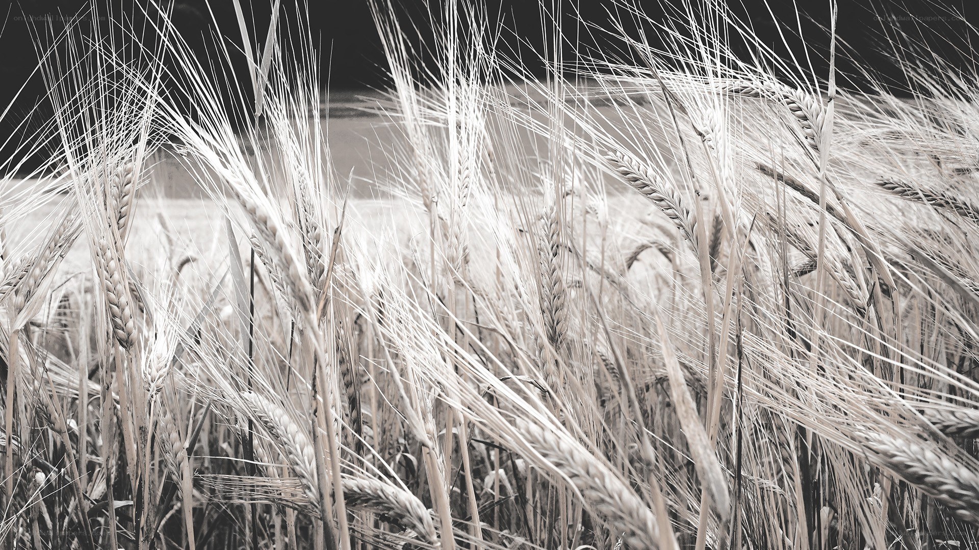 Wheat field in black and white