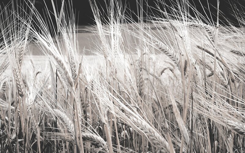 Wheat Field in Black and White — Serene