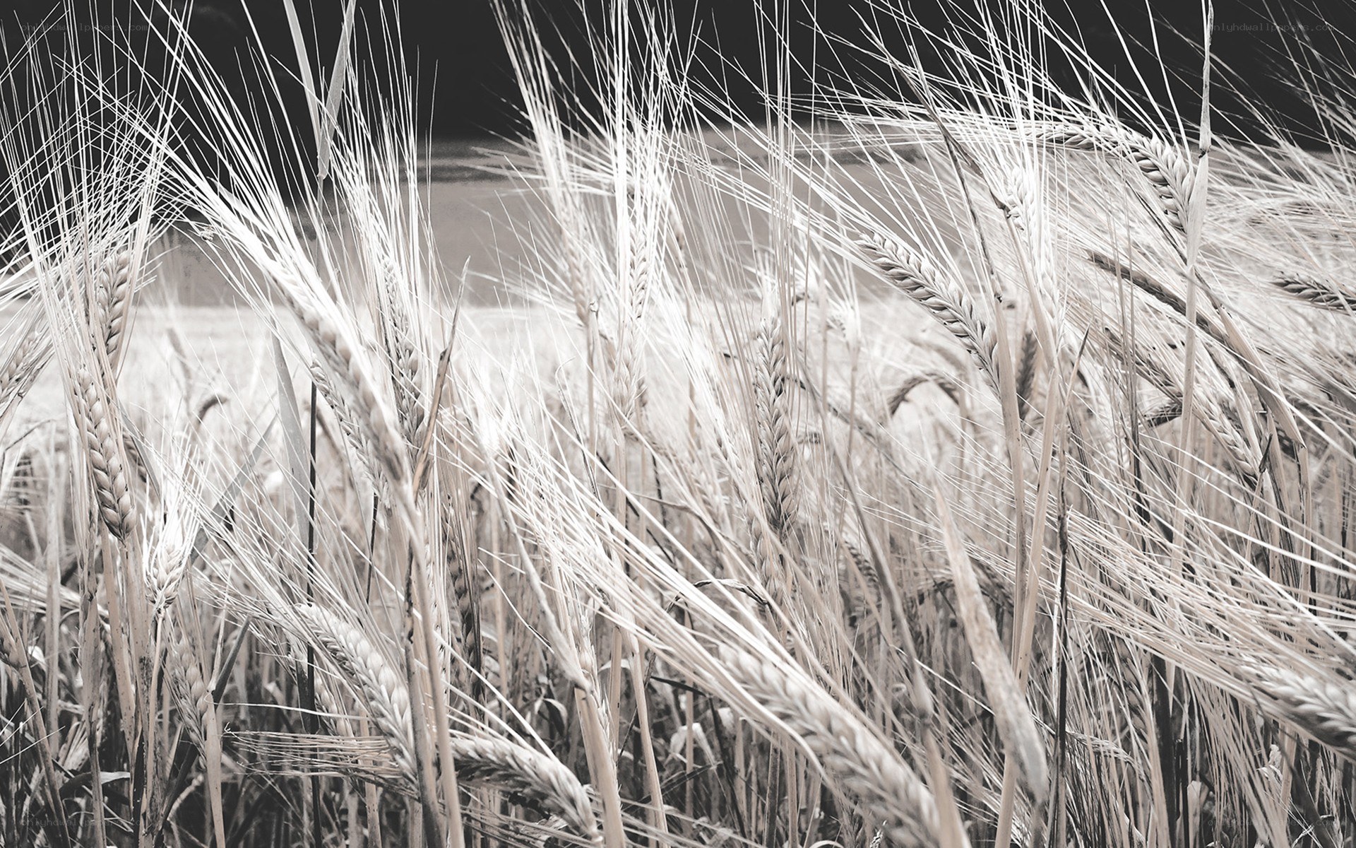 wheat field in black and white