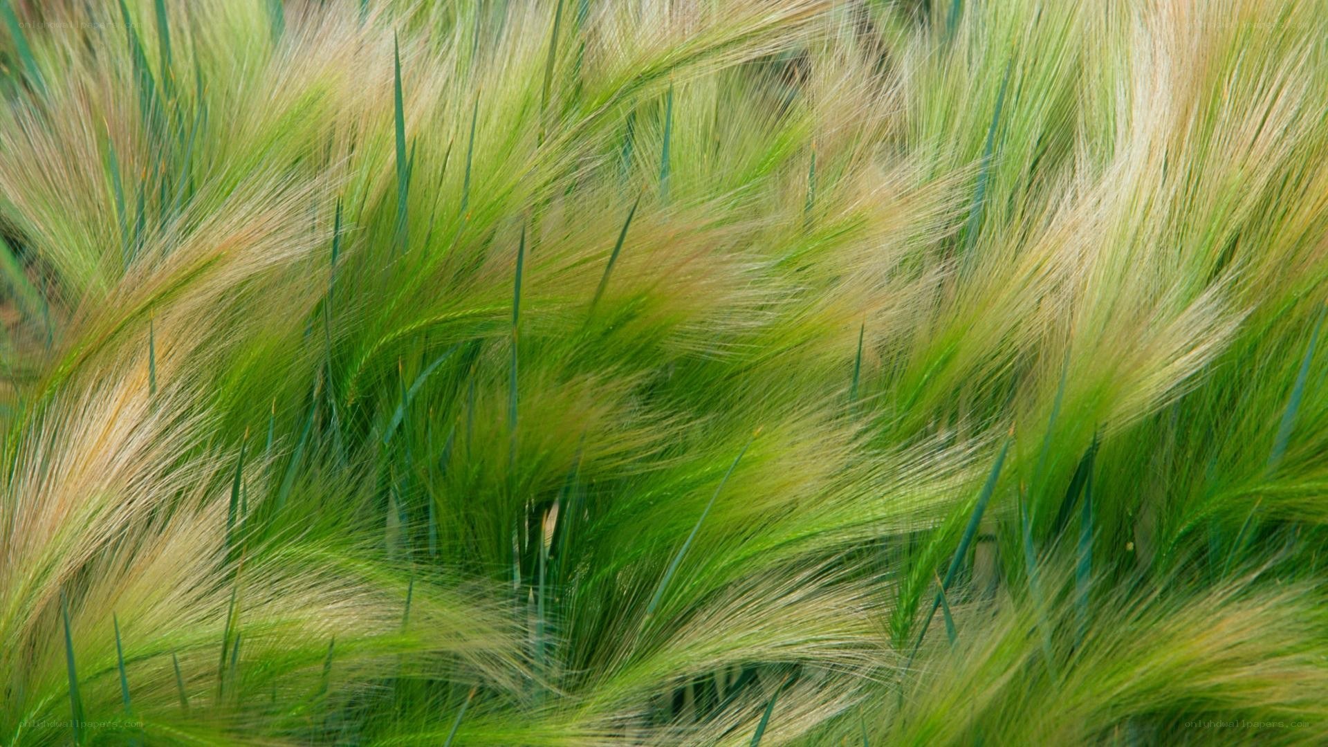 wheat field in breeze