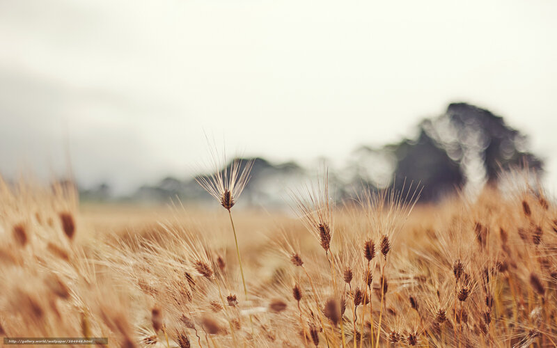 Wheat Field in Focus — Brown