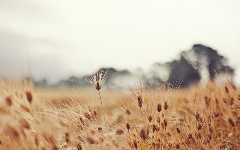 Wheat Field in Focus — Golden