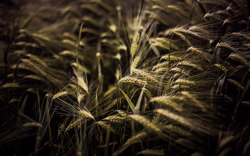 Wheat Field in Focus