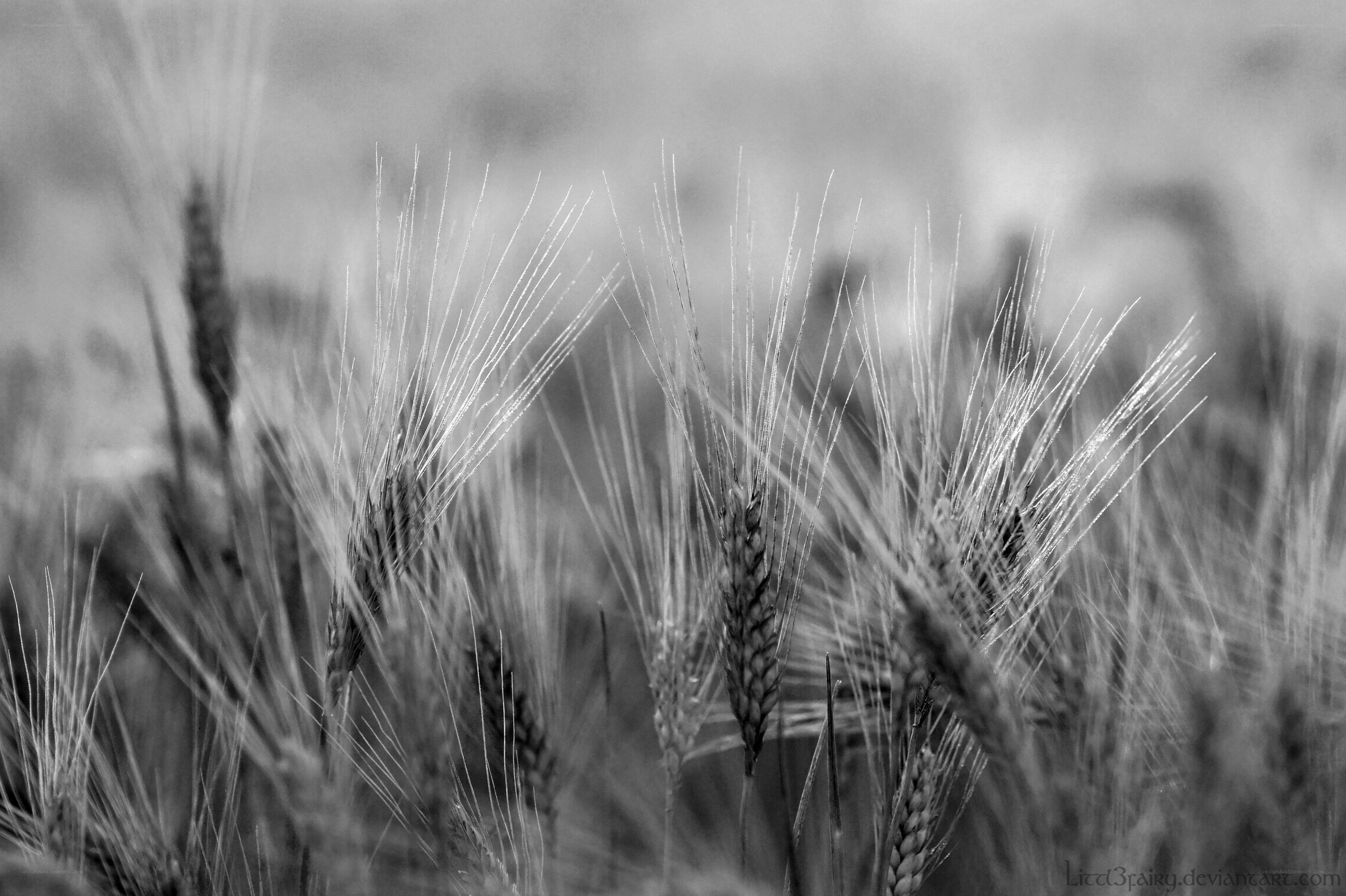 Wheat Field in Monochrome