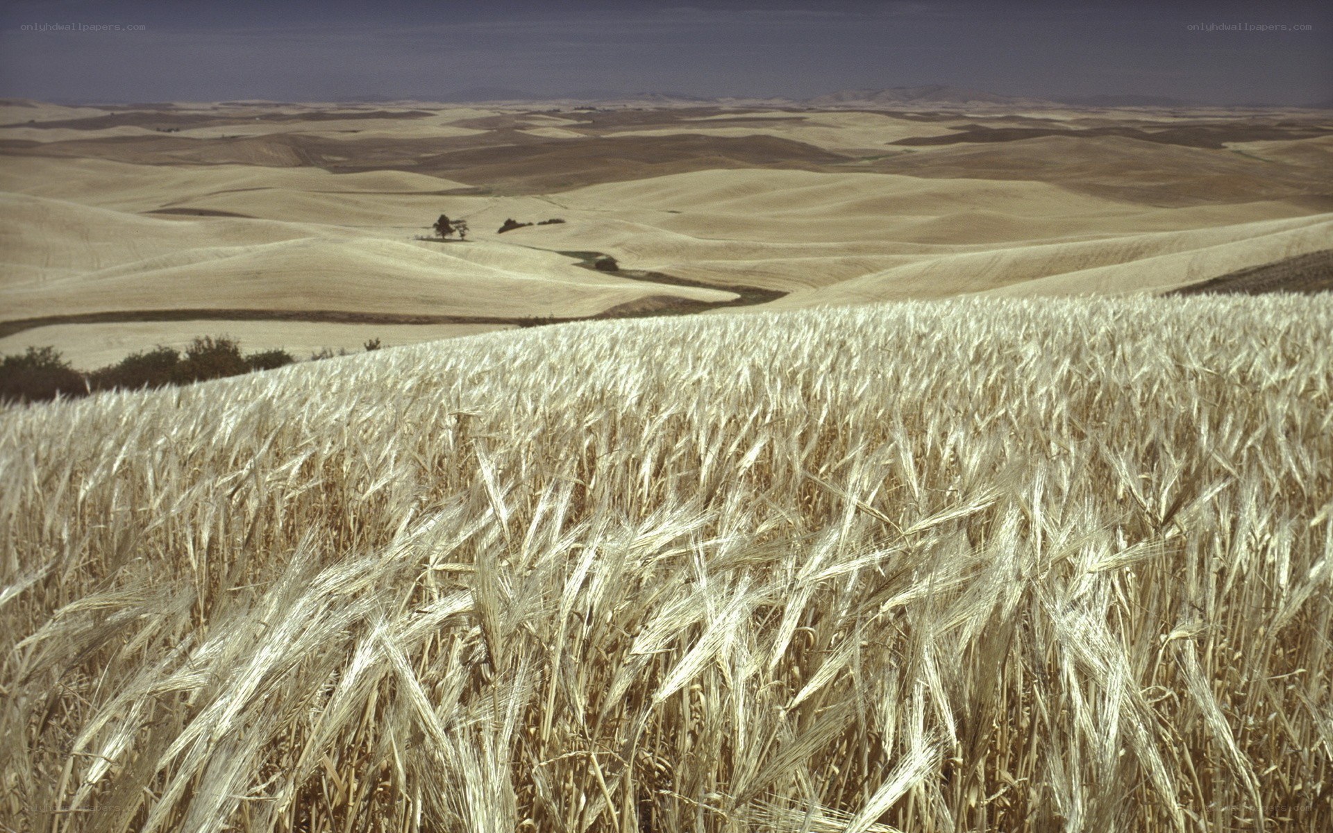 Wheat field in rolling hills