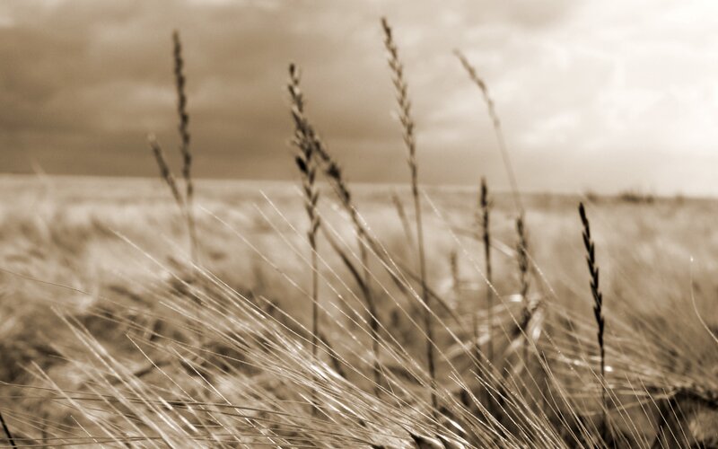 Wheat Field in Sepia — Brown