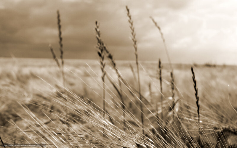 Wheat Field in Sepia