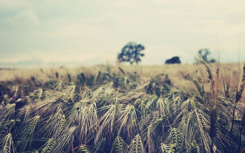 Wheat Field in Summer — Brown