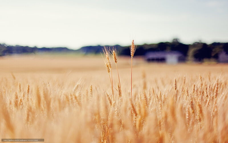 Wheat Field in Summer — Golden