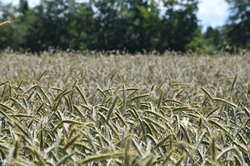 Wheat Field in Summer — Green