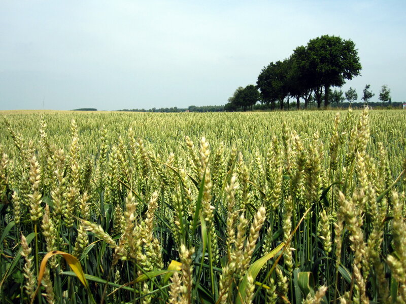 Wheat Field in Summer