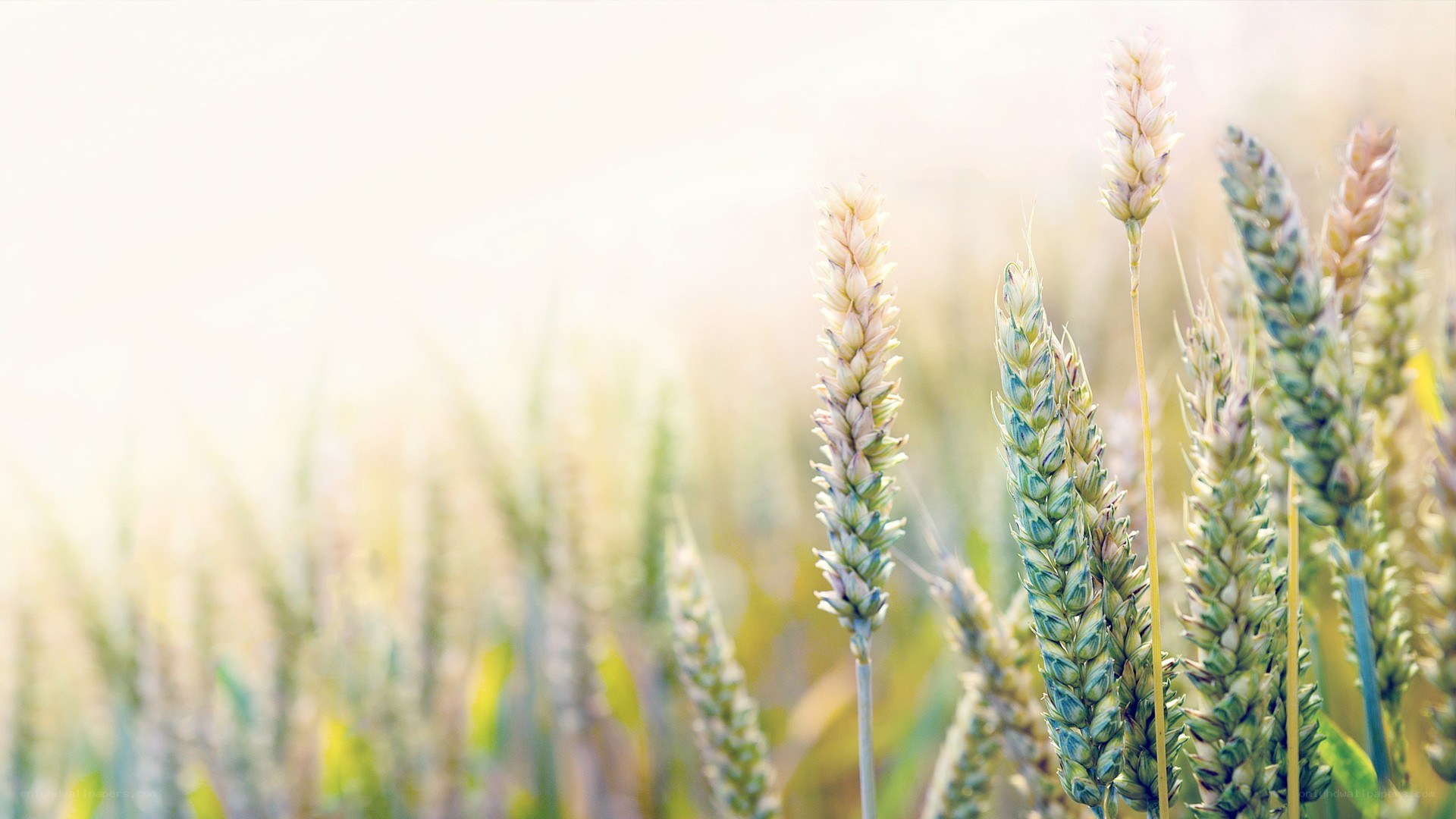 Wheat field in sunlight