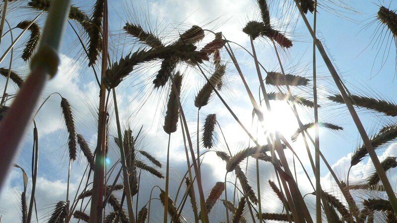 wheat field in sunlight