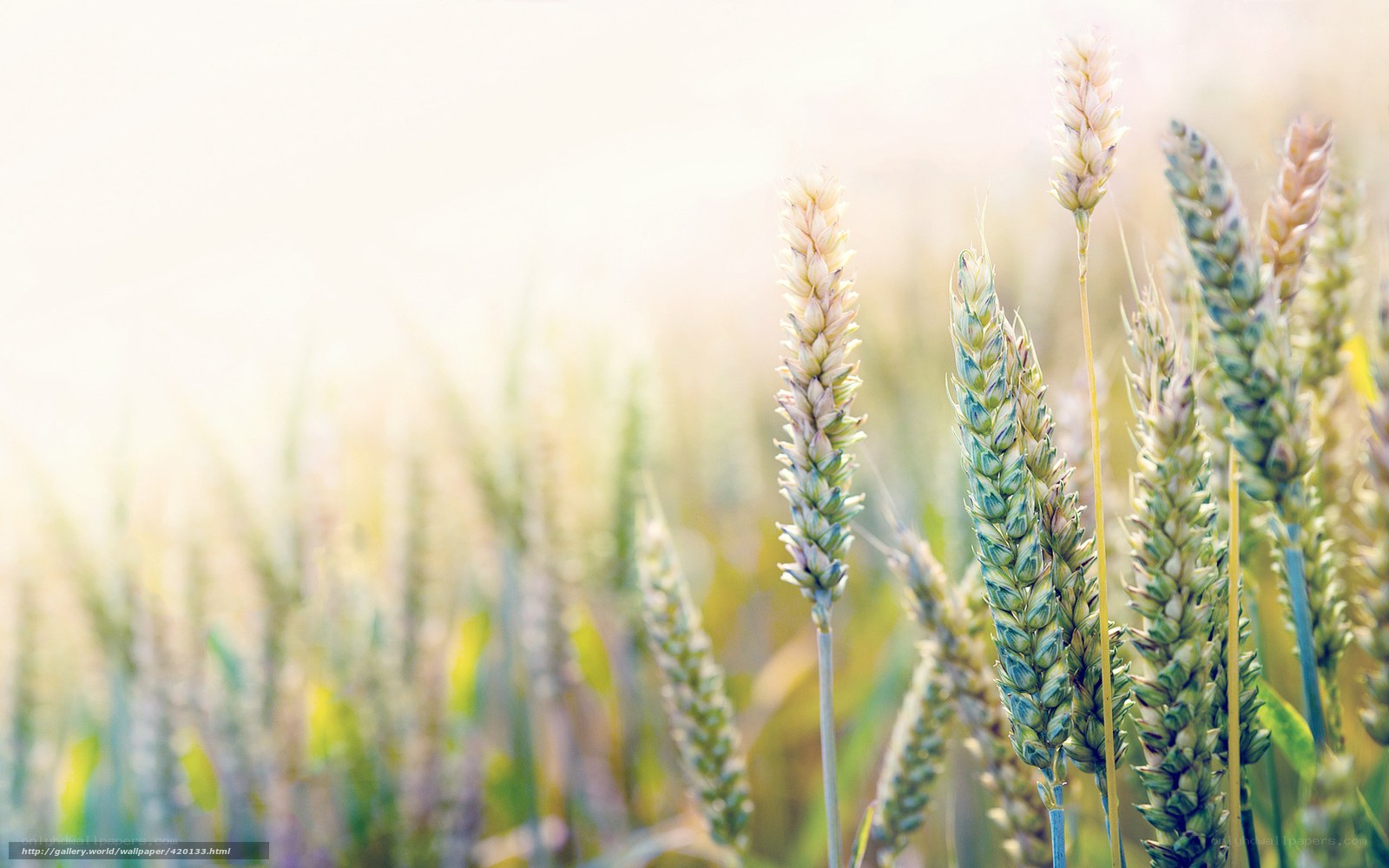 Wheat field in sunlight