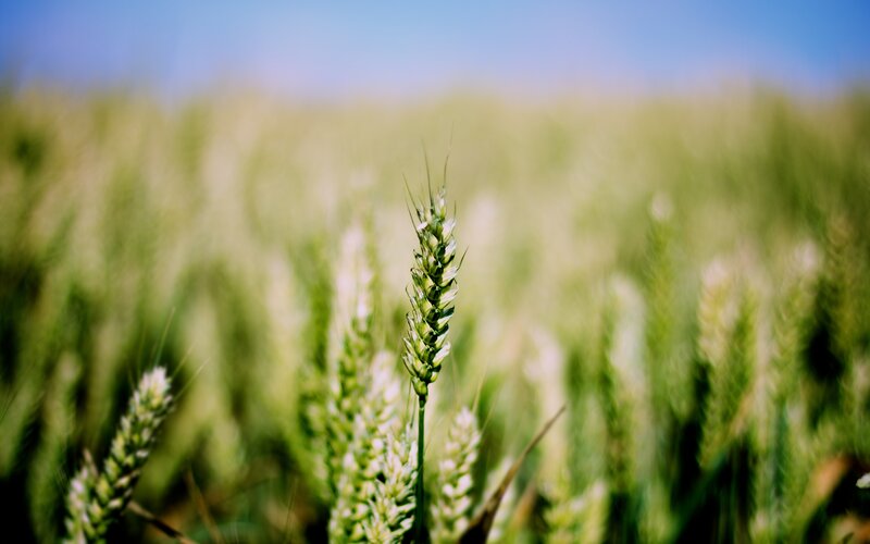 Wheat field in sunlight