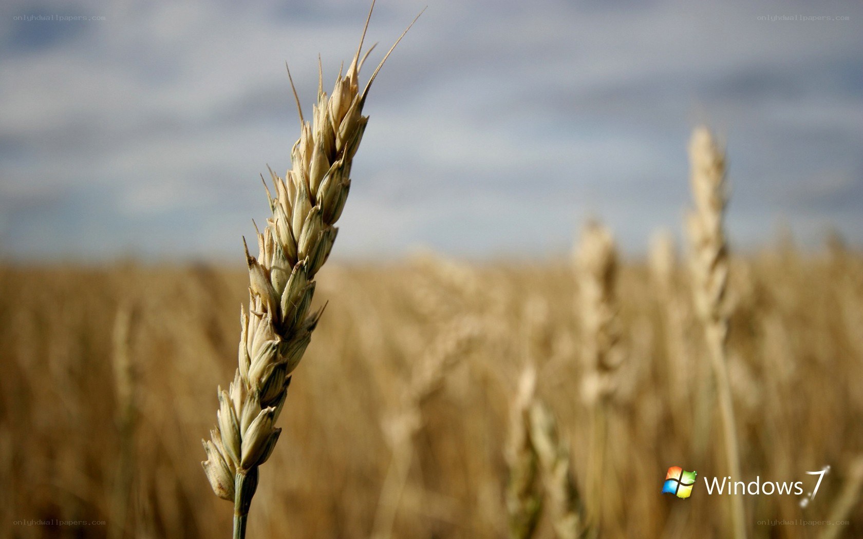 Wheat field in sunlight