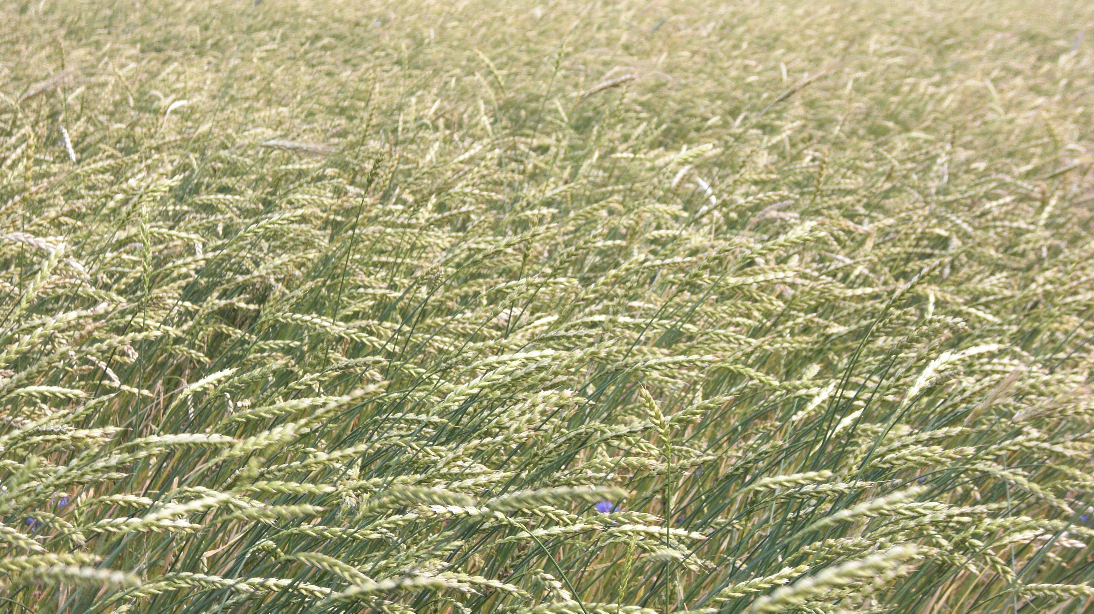 wheat field in sunlight