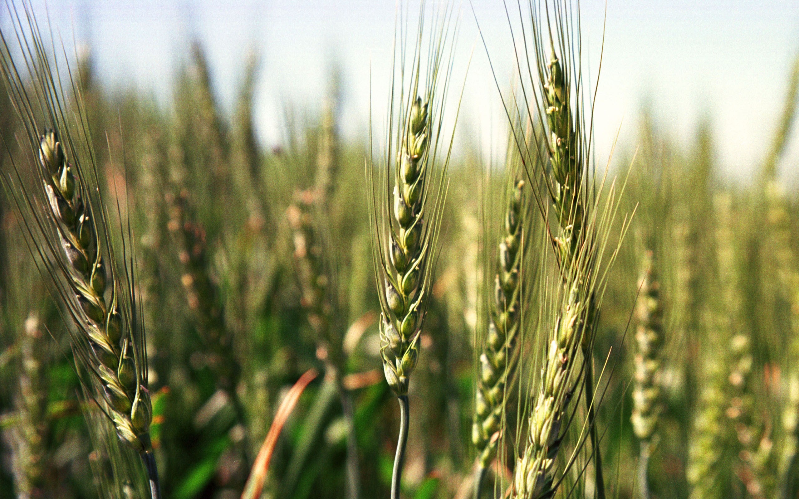 Wheat field in sunlight